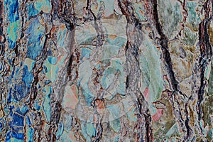The lovely textured bark of a maple tree
