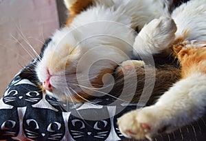 Lovely three colors cat expressing comfort and well being as sleeping