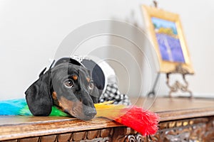Lovely tired dachshund puppy in maid uniform with feather duster for cleaning is lying on wooden surface, resting after
