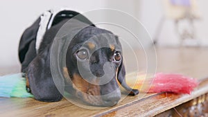 Lovely tired dachshund puppy in maid uniform with feather duster for cleaning is lying on wooden surface, resting after