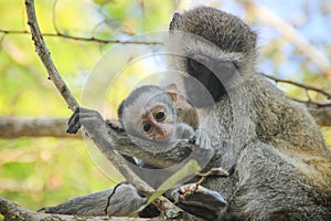 Lovely and touching mom and baby monkeys. Care and love