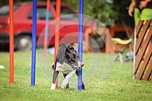 Lovely tricolor Border collie is running slalom