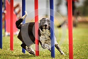 Lovely tricolor Border collie is running slalom