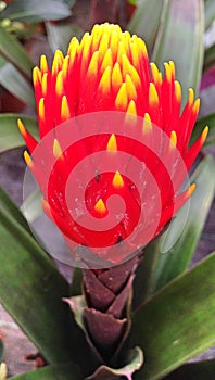 Lovely tropical red and yellow Bromelia flower in bloom