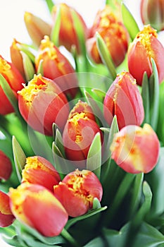 Lovely tulips