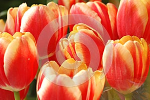 Lovely tulips photo