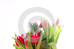 Lovely tulips bunch, floral border. Layout for springtime holidays. Mother day greeting card.