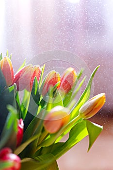 Lovely tulips bunch, floral border. Layout for springtime holidays. Mother day greeting card.