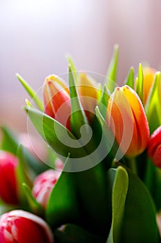 Lovely tulips bunch, floral border. Layout for springtime holidays. Mother day greeting card.