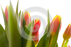 Lovely tulips bunch, floral border. Layout for springtime holidays. Mother day greeting card.