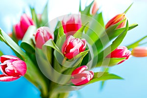 Lovely tulips bunch, floral border. Layout for springtime holidays. Mother day greeting card.