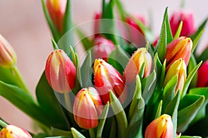 Lovely tulips bunch, floral border. Layout for springtime holidays. Mother day greeting card.