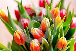 Lovely tulips bunch, floral border. Layout for springtime holidays. Mother day greeting card.