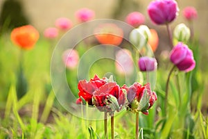 Lovely tulips flowers in the garden.