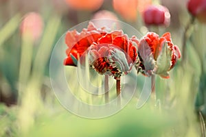 Lovely tulips flowers in the garden. soft selective focus.