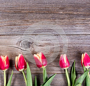 Lovely tulips on rustic wood