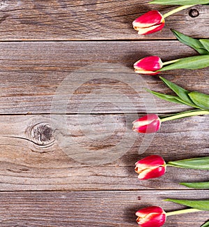 Lovely tulips on stressed wood