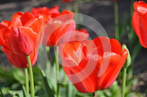 Lovely tulips for you