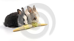 Lovely two baby bunny white, brown and black rabbits eating fresh baby corns while sitting together over isolated white background