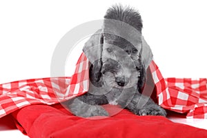 Lovely two month old Bedlington Terrier puppy lying on a red pillow in the studio over white