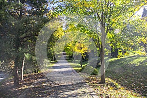 Lovely view of a forest road