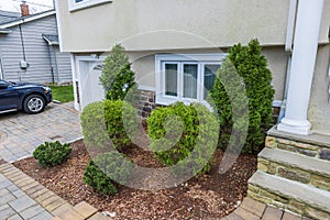 A lovely view of a small house garden with evergreen thuja trees.