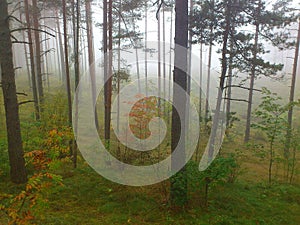 Lovely view of tall trees in a forest on a foggy melancholic autumn day