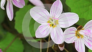 Lovely Virginia Spring Beauty, Claytonia virginica