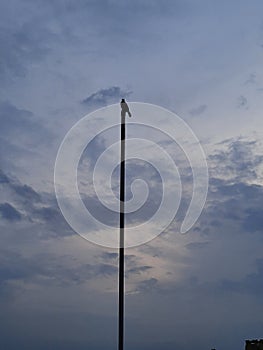 In lovely weather a bird sitting on a pole