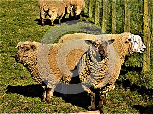 Lovely Well Cared For Sheep @Crookham, Northumberland, England