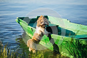 Lovely wet puppy on a boat