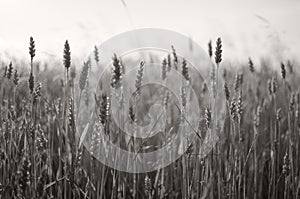 Lovely wheat field