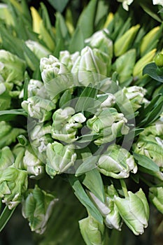 Lovely white bouquet tulips