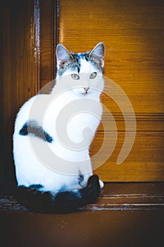 Lovely white cat sitting on the floor near wooden door