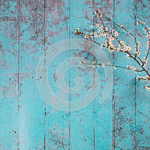 Lovely white cherry blooms on the branches. They are blooming before they get the leaves. On the green wooden background