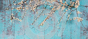 Lovely white cherry blooms on the branches. They are blooming before they get the leaves. On the green wooden background