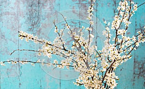 Lovely white cherry blooms on the branches. They are blooming before they get the leaves. On the green wooden background