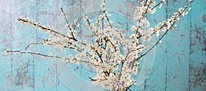 Lovely white cherry blooms on the branches. They are blooming before they get the leaves. On the green wooden background