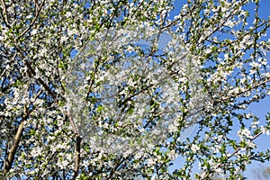 Lovely white cherry blooms on the branches. They are blooming before they get the leaves. From the neighbours backyard