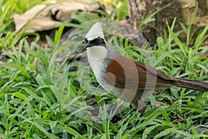 Lovely White-crested Laughingthrush bird