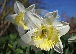 Lovely white daffodils with an light yellow trumpet growing in the wild.