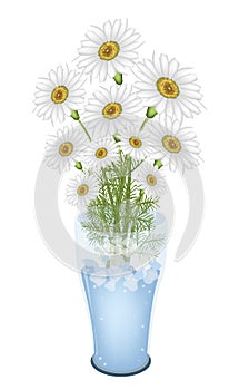 Lovely White Daisy Flowers in Glass Vase