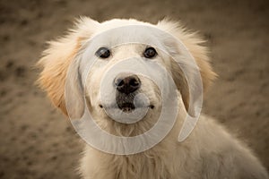 Lovely white dog