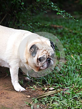 Lovely white fat cute pug face portraits close up resting in home garden outdoor