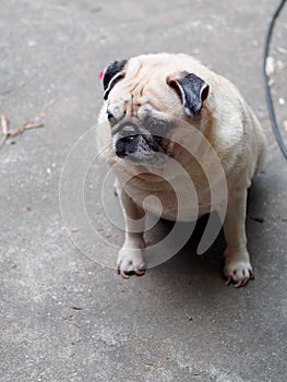 Lovely white fat cute pug portraits relaxing on country home garden outdoor