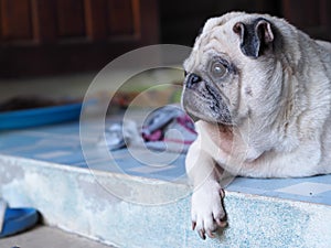 Lovely white fat cute pug portraits relaxing on country home garden outdoor making funny face