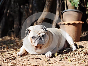Lovely white fat cute pug portraits relaxing on country home garden outdoor