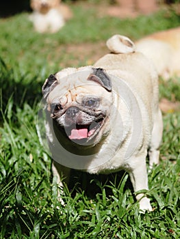 Lovely white fat cute pug portraits relaxing on country home green grass garden outdoor