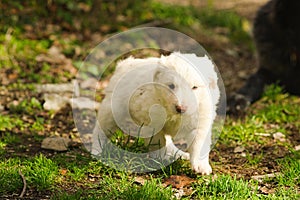 Lovely white fur small puppy dog walking in the lawn