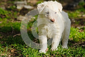 Lovely white fur small puppy dog walking in the lawn